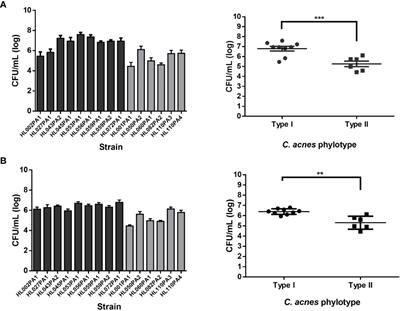 Cutibacterium acnes Phylotype I and II Strains Interact Differently With Human <mark class="highlighted">Skin Cells</mark>